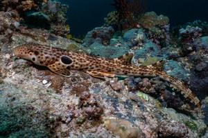The new species H. dudgeonae