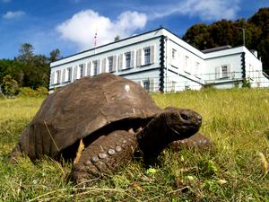 An Extremely Old Giant Tortoise Named Jonathan May Hold the Secret to a Long, Healthy Life: Study
