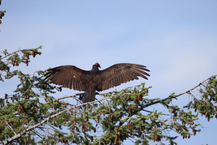 Turkey Vulture