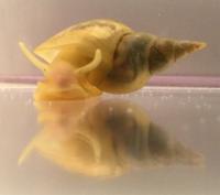 The Pond Snail