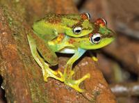 Breeding Activity