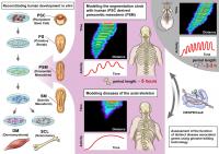 iPS細胞を用いてヒト分節時計のメカニズムを再現 | EurekAlert!
