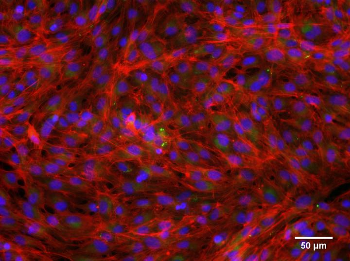 Stained Gill Cells (2 of 2)