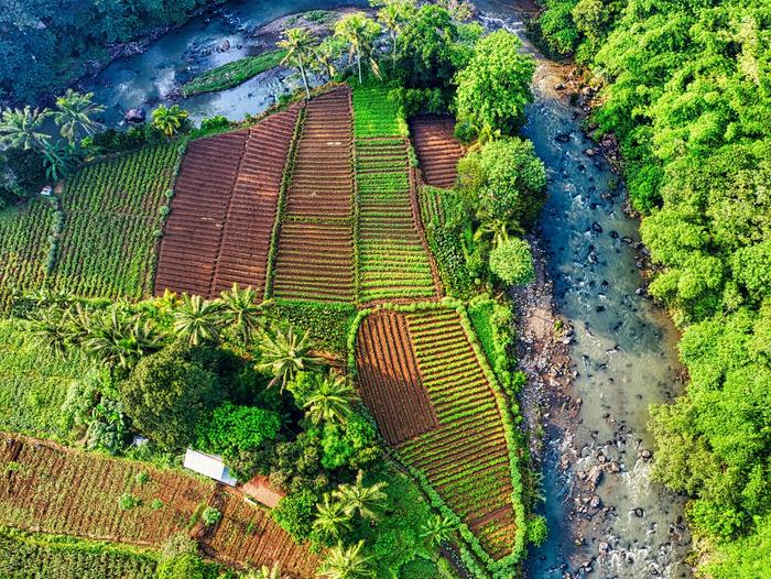 Aerial View of Green Trees and Farmand, West Java, Indonesia
