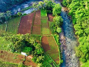 Aerial View of Green Trees and Farmand, West Java, Indonesia