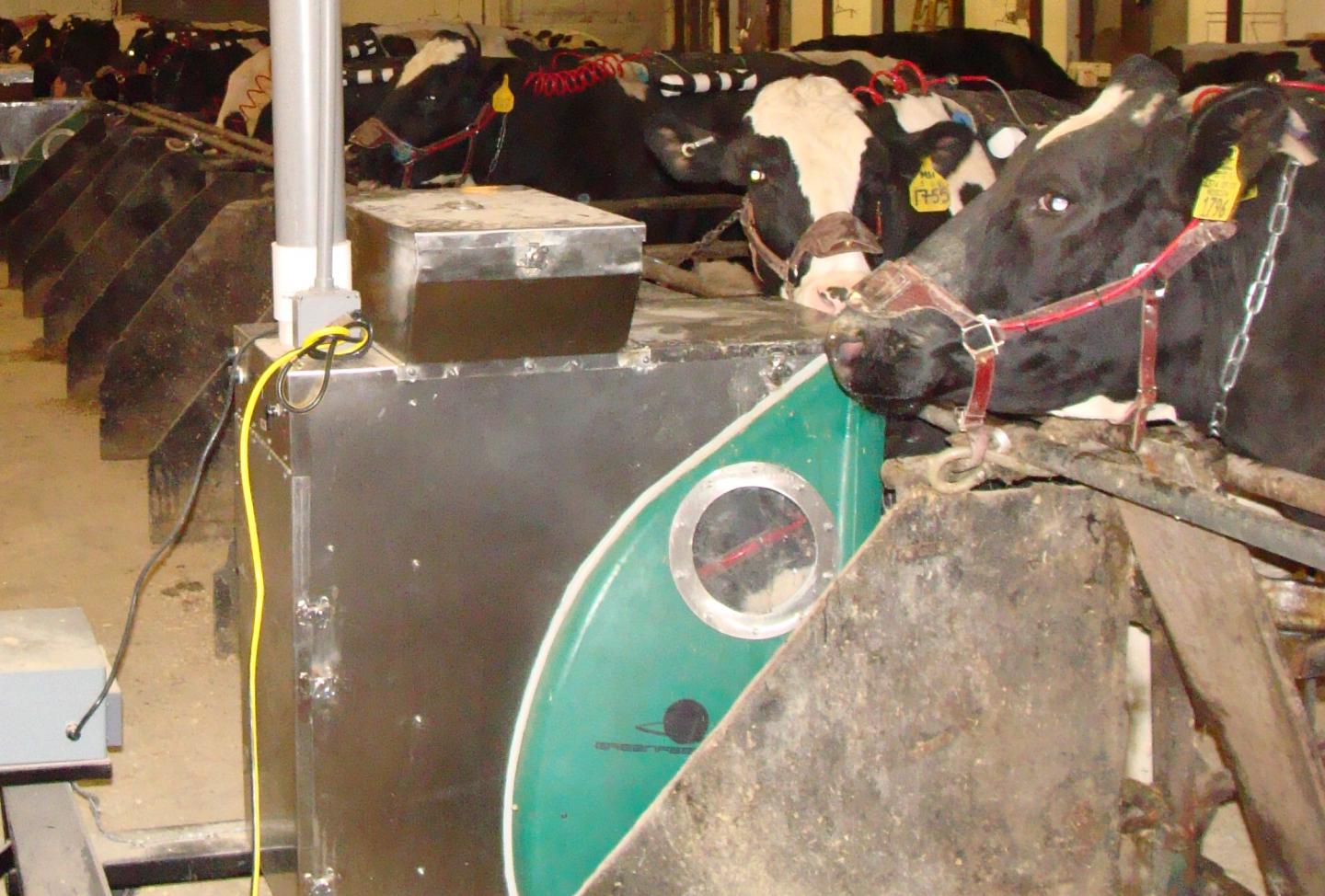 Cow Testing