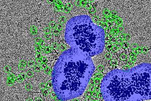 MagIC cryo-EM
