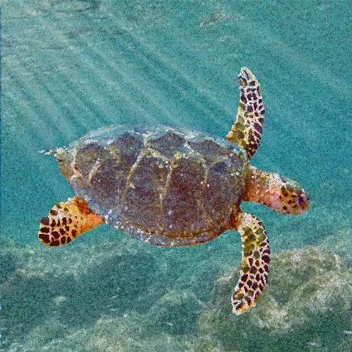 New Ancestor of Modern Sea Turtles Found in Alabama