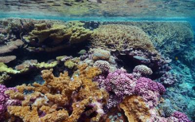 Coral Reefs