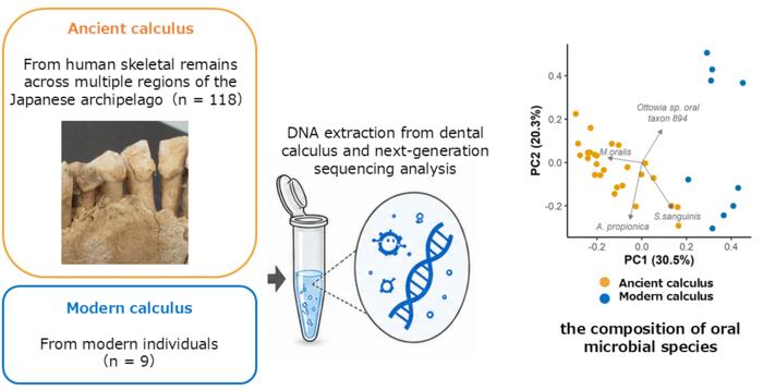 Oral microbial composition in ancient versus modern dental calculus