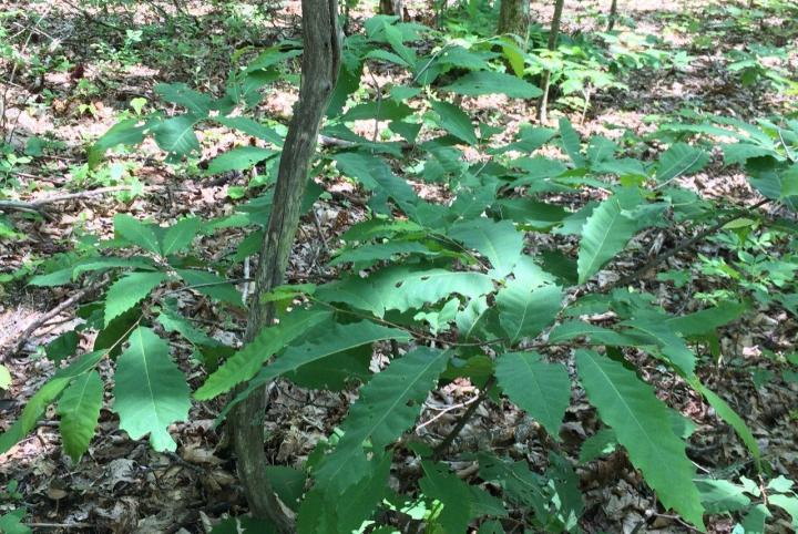 Chestnut Blight