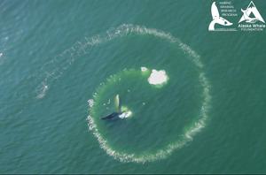 Humpback whale bubble-net feeding