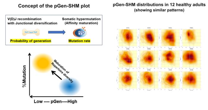 Figure 1. Overview of the pGen-SHM plot and distributions in 12 healthy adults