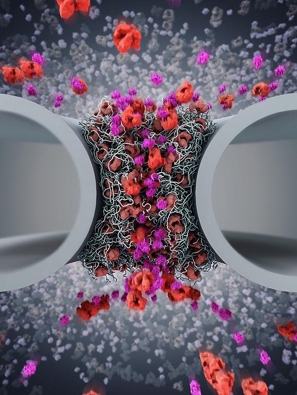 Shuttling Proteins at the Nuclear Pore