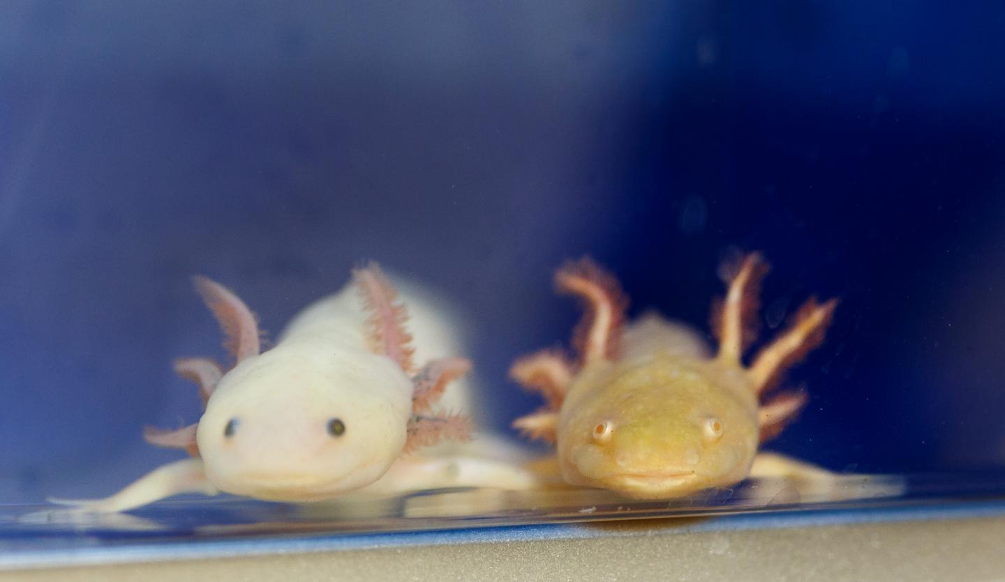 Axolotls at the Marine Biological Laboratory, Woods Hole