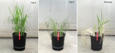 Rice Plants