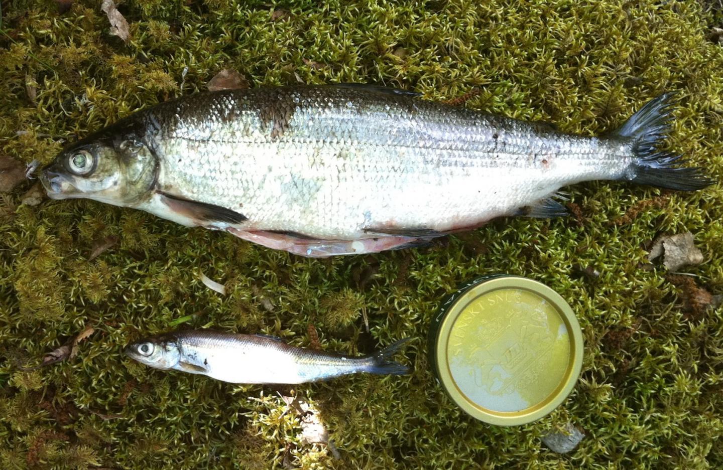 Speciation Process in Whitefish