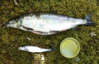 Speciation Process in Whitefish