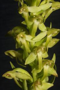 Details of the Flowers