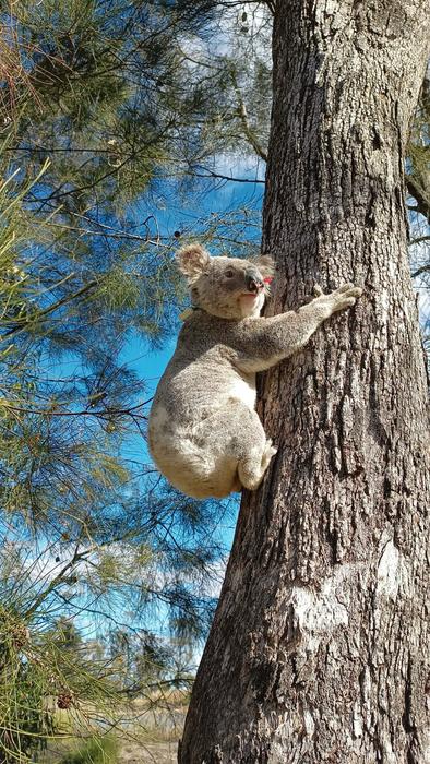 Koala in the wild with a custom-built collar containing a GPS logger and accelerometer.