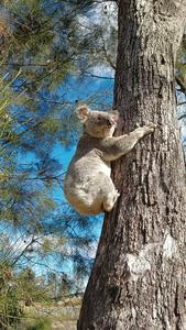 Koala in the wild with a custom-built collar containing a GPS logger and accelerometer.