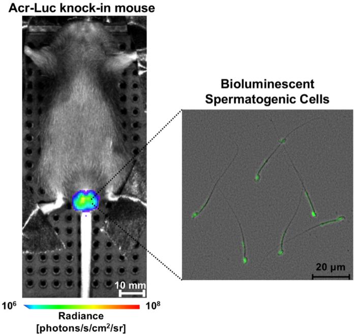 In the newly developed mouse model, Acr-Luc knock-in mouse, sperm cells can be directly visualized, allowing researchers to track damage and recovery in the same living animal.