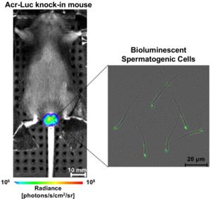 In the newly developed mouse model, Acr-Luc knock-in mouse, sperm cells can be directly visualized, allowing researchers to track damage and recovery in the same living animal.