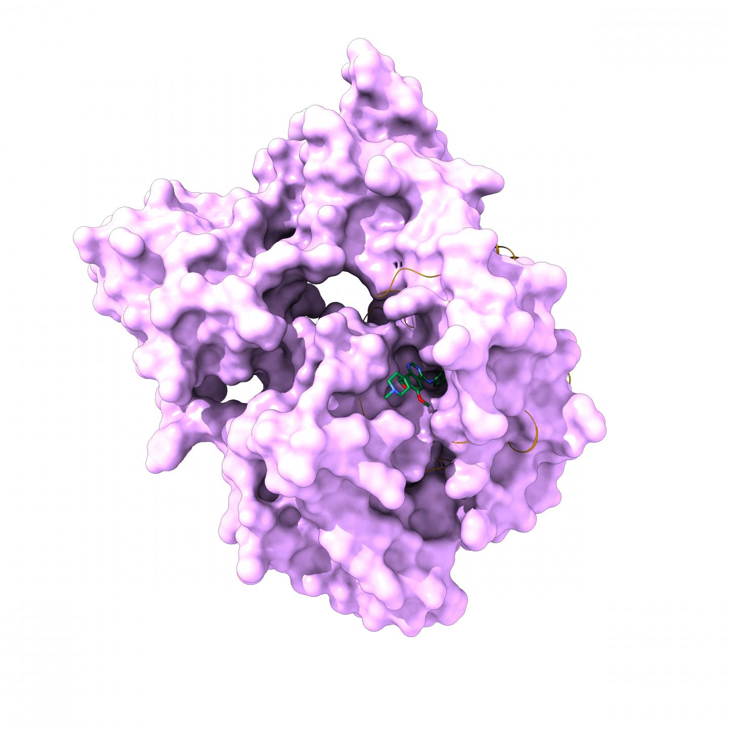 KRAS Protein
