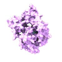 KRAS Protein