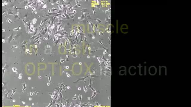 Grow Muscle in a Dish -- OPTi-OX in Action