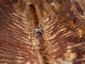 Infected bark beetle
