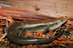 Australia’s Major Skink (Bellatorias frerei)