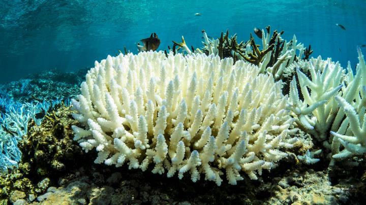Coral