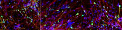 Salk science image
