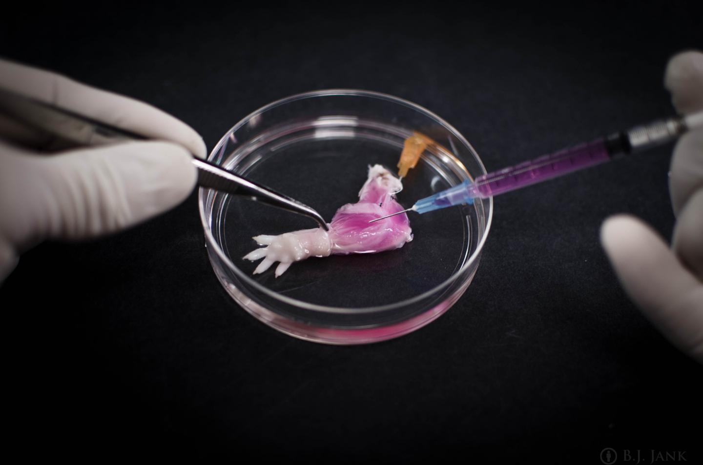 Muscle Progenitors Injected into Cell-Free Scaffolding of Rat Limb