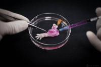 Muscle Progenitors Injected into Cell-Free Scaffolding of Rat Limb