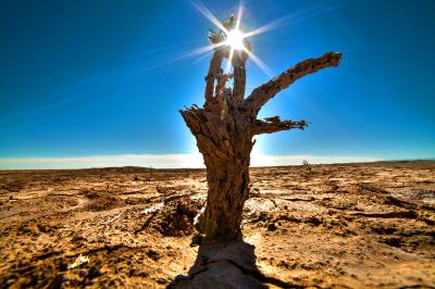 Withered Tree