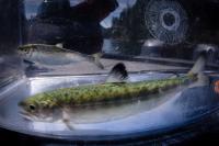 Salmon Seining