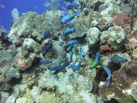 Caribbean Coral (1 of 2)