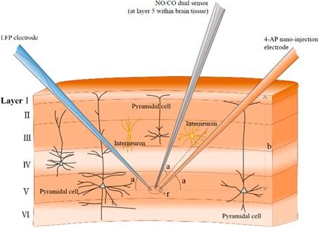 Probe in Vivo