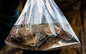 Snakehead Fish