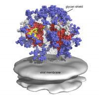 HIV/AIDS Vaccine Target