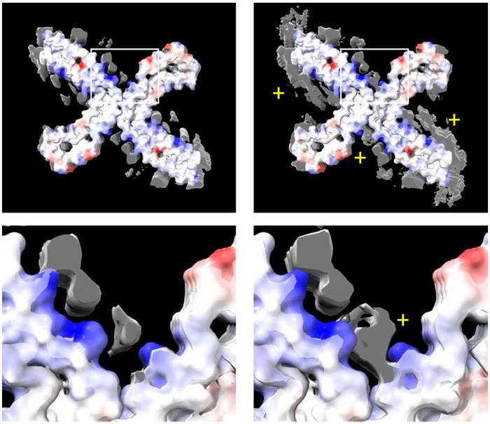 Shifting Additional Densities in ubiB-Treated Pathological Tau Filaments