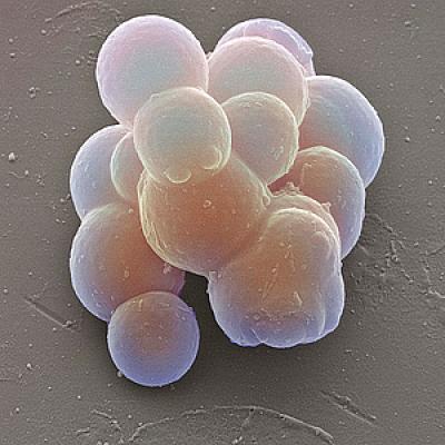 Human Stem Cells