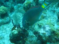 Parrotfish