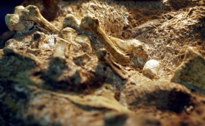 Hand Bones of Au. sediba (1 of 2)