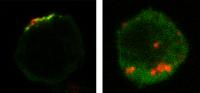 Rab27a-null Cells Block HIV-1 Assembly (1 of 2)