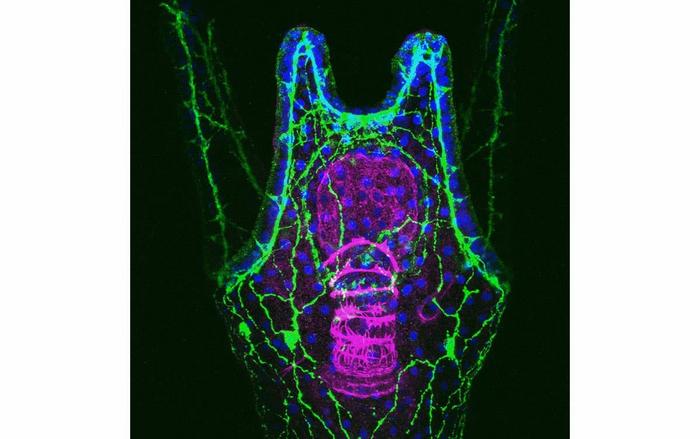 Nervous system and muscles in sea urchin larvae