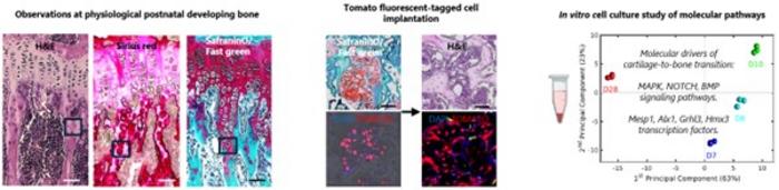 Study identifies molecular mechanisms and signaling pathways that drive cartilage-to-bone phenotype transition