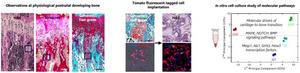 Study identifies molecular mechanisms and signaling pathways that drive cartilage-to-bone phenotype transition